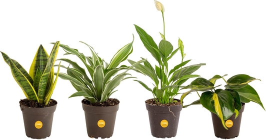 Live House Plants (4 Pack), Easy Grow Houseplants, Potted in Indoor Garden Plant Pots, Grower's Choice Clean Air Purifier Planter Set, Potting Soil Mix, Gift for Home and Office Decor