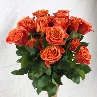 Fresh Cut 24 Orange Roses - Fresh from the Farm Orange Rose Bouquet– Hand-Selected Long-Lasting, Gift and Home Decor Perfect Fresh Flowers |20" Long Stems No Vase-2 Dozen | Flowers Gift