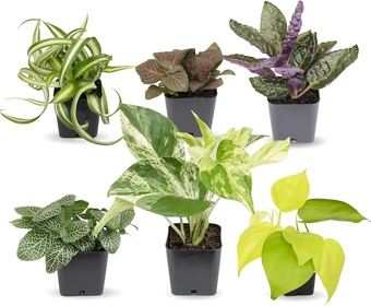 Easy to Grow Houseplants (Pack of 6), Live House  in Containers, Growers Choice Plant Set in Planters with Potting Soil Mix, Home Décor Planting Kit or Outdoor Garden Gifts by